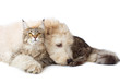 Cat of breed Maine coon and a puppy Cat of breed Maine coon and a puppy