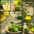 Freshly harvested olives, olive oil on olive wood Freshly harvested olives, olive oil on olive wood