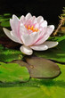fleur de nénuphar fleur de nénuphar