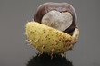 Roßkastanie mit Igel
