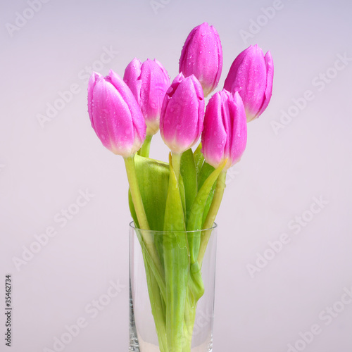 Photo: love of tulip love of tulip