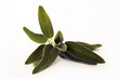 Sage on white background