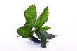 Fresh mint on white background