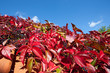 Virginia Creeper