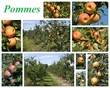 pommes