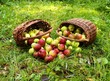 Zwei Körbe mit Äpfel im Gras