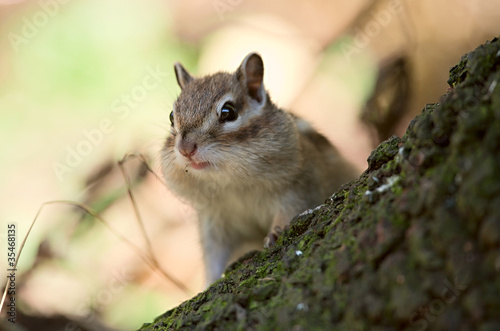 Photo: Chipmunk Chipmunk