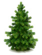 Vektor: Pine tree Pine tree
