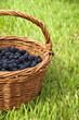 Panier de mûres dans l'herbe