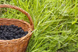 Panier de mûres dans l'herbe Panier de mûres dans l'herbe