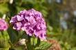 Hortensia mauve au jardin Hortensia mauve au jardin