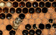 Foto: Abeille dans la ruche Abeille dans la ruche