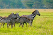Four Zebras in the Masai Mara National Reserve, Kenya.