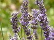 Abeille sur lavande