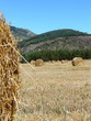 balles de paille devant la forêt
