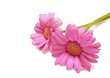 Gerbera