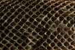 Shed snake skin pattern background over black Shed snake skin pattern background over black