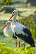 Weißstorch Portrait