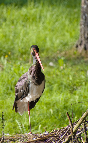 Foto: Schwarzstorch Portrait Schwarzstorch Portrait