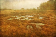 gespenstische Moorlandschaft
