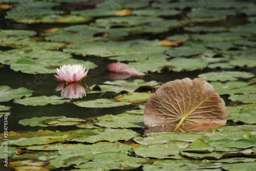 Photo: Green Lily pads and pink Lily flowers on a lake Green Lily pads and pink Lily flowers on a lake