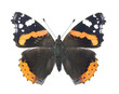 Red admiral, Vanessa atalanta isolated on white background