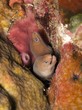 Photo: Pale Chin Moray Eel - Gymnothorax herrei Pale Chin Moray Eel - Gymnothorax herrei