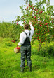 Man working in apple garden.
