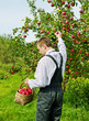 Man in the garden.