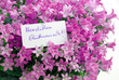 Photo: Herzlichen Glückwunsch! Im Blumenbett Herzlichen Glückwunsch! Im Blumenbett