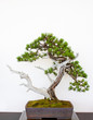Bonsai
