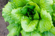 insalata