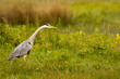 Héron cendré (Ardea cinerea - Grey Heron) dans le marais