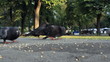 Flock of pigeons eating wheat outdoors in the park