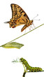 Close up of caterpillar , pupae, and swallowtail butterfly