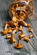 fresh chanterelle mushrooms