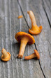 fresh chanterelle mushrooms