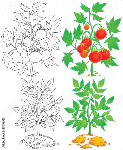Illustration: Tomato and potato Tomato and potato