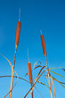 Bulrush against blue sky