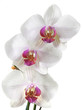 white orchids flower