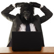 Confused gorilla in the office, white background.