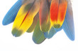 Plumas Plumas