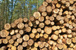 Baumstämme, Forstwirtschaft, Holzproduktion, Kiefern