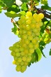 vendemmia