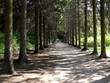 Tree avenue