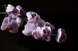 orchidée mauve