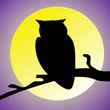 Silhouette of night owl and moon Silhouette of night owl and moon
