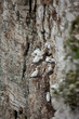 Bempton Cliff Ledge