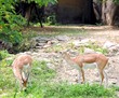 Indian antelope In the Kaohsiung zoo Indian antelope In the Kaohsiung zoo