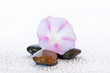 fleur sur galets